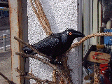 p2260028v.gif