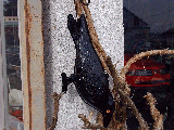 p2260029v.gif